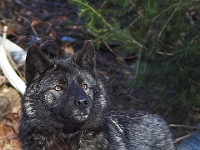 Arctic Wolf 055